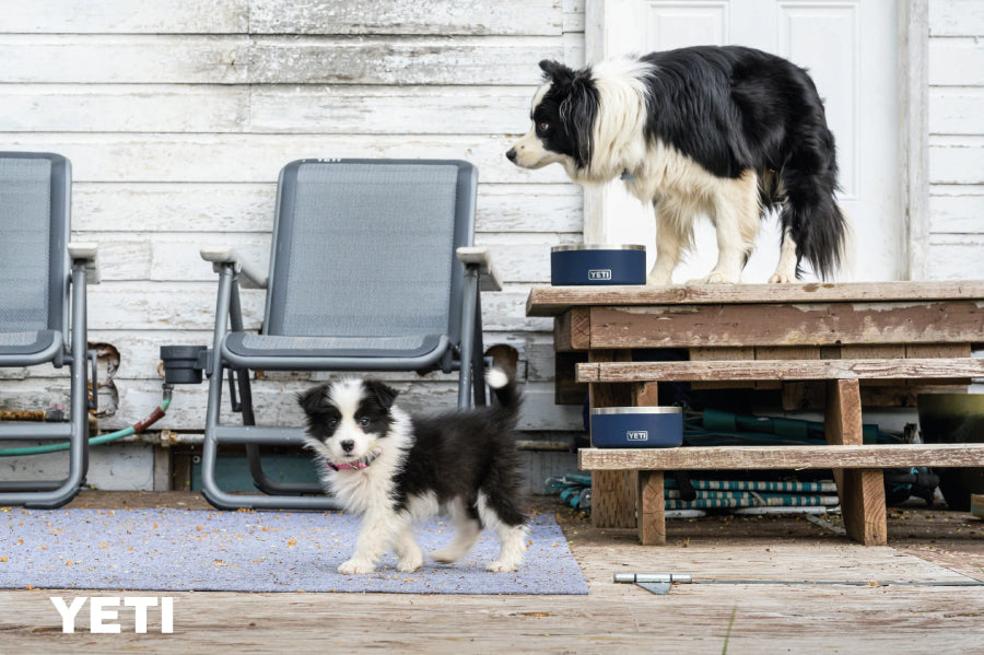 YETI Boomer 8 Dog Bowl