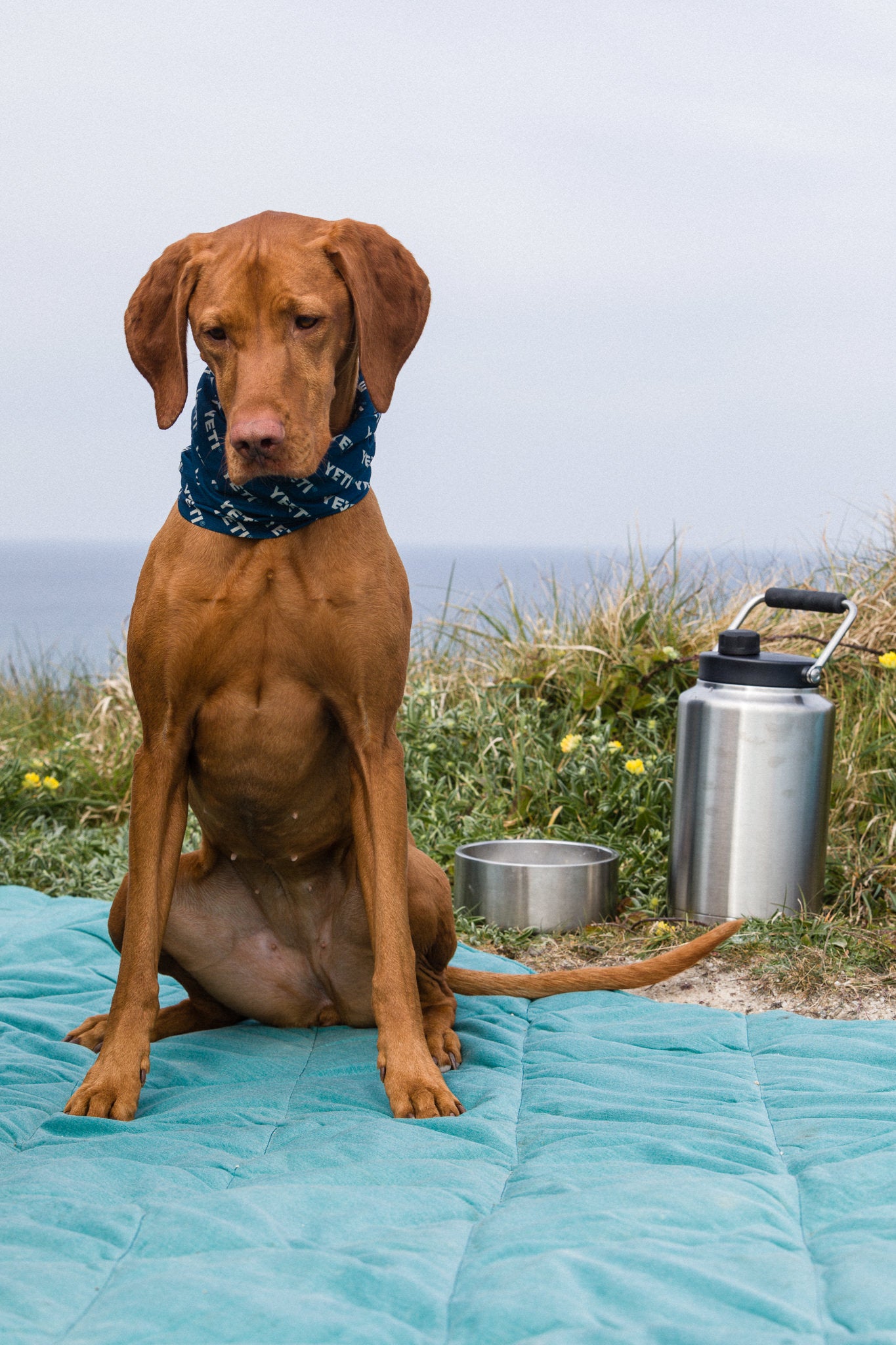 YETI Boomer 8 Dog Bowl